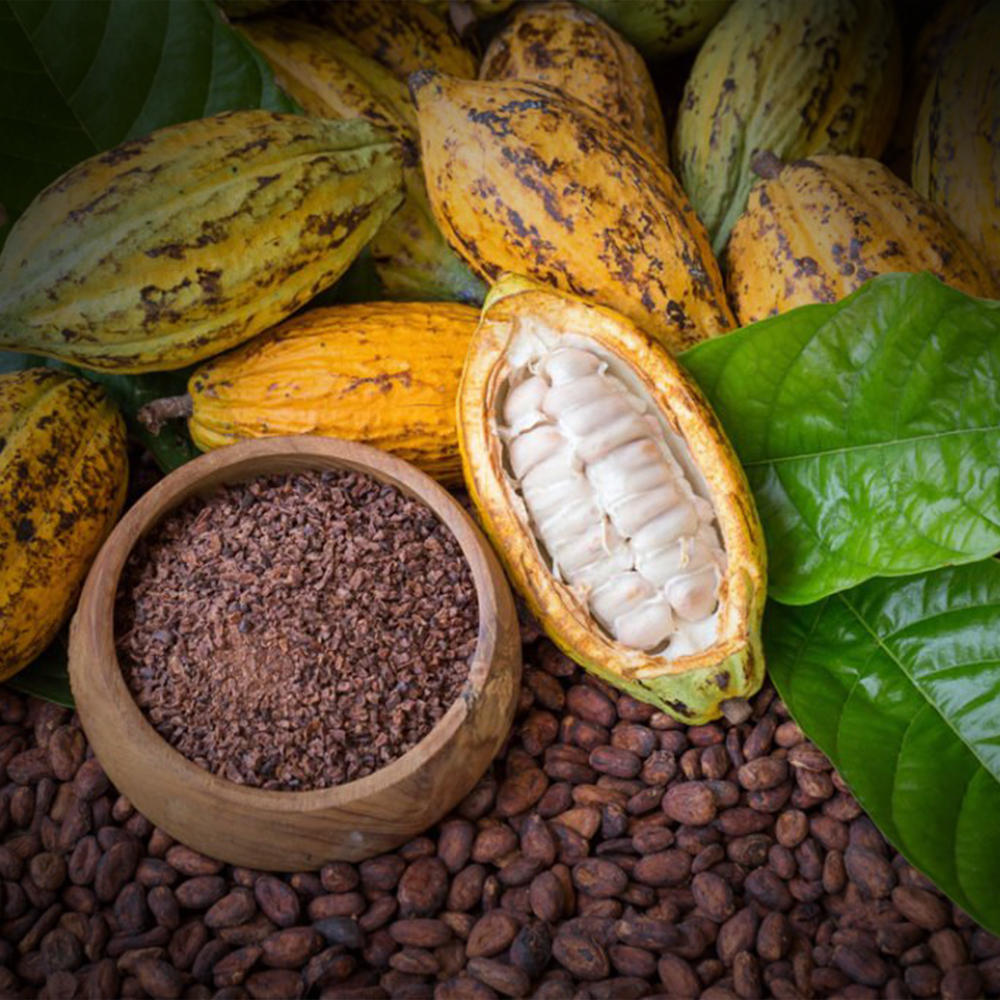 خط فرآوری پودر کاکائو